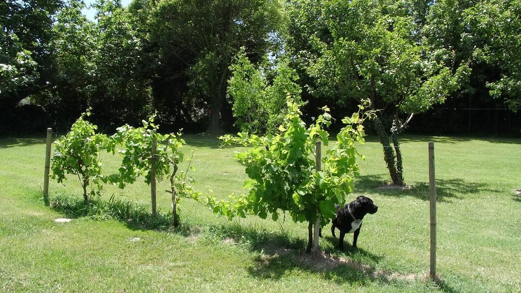 Bed and Breakfast Mas De Bouvet En Camargue Albaron Экстерьер фото