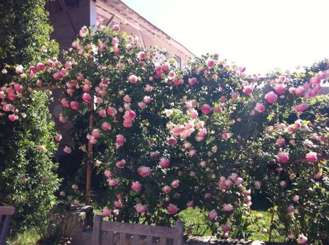 Bed and Breakfast Mas De Bouvet En Camargue Albaron Экстерьер фото